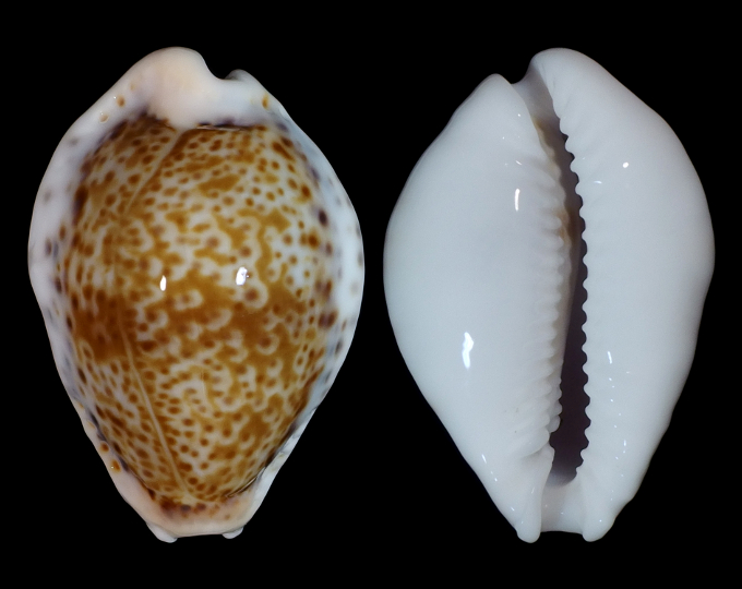 Image of Naria spurca sanctaehelenae f. bonapartei