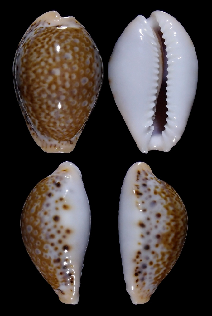 Image of Naria spurca sanctaehelenae f. bonapartei