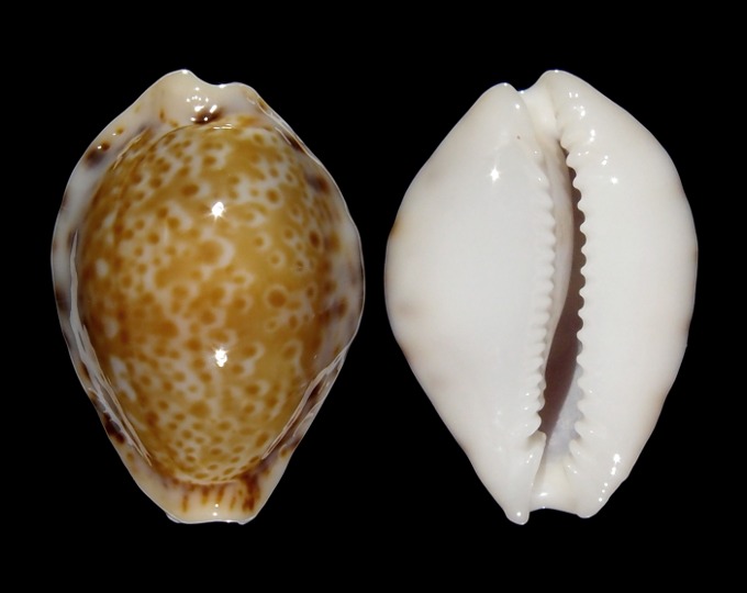 Image of Naria spurca sanctaehelenae