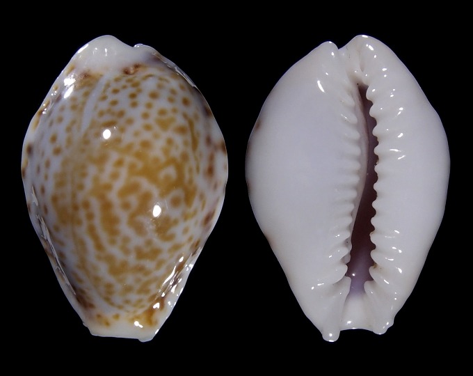 Image of Naria spurca sanctaehelenae