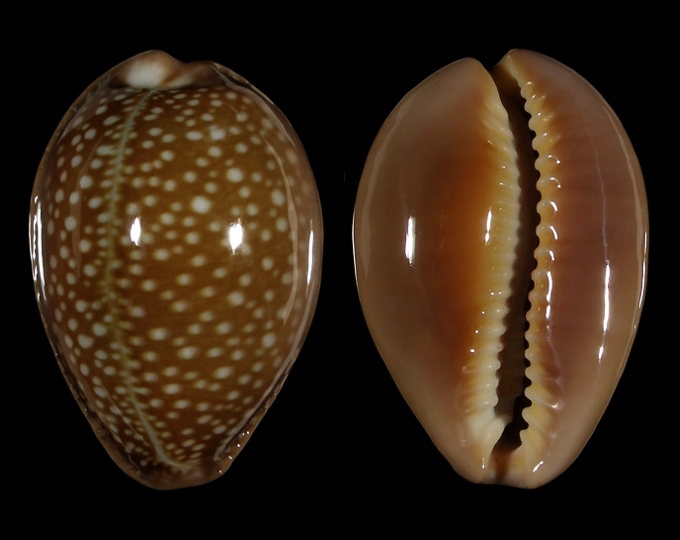 Picture of Erosaria englerti