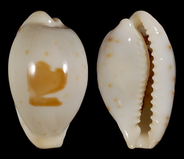 Image of Palmadusta saulae f. crakei