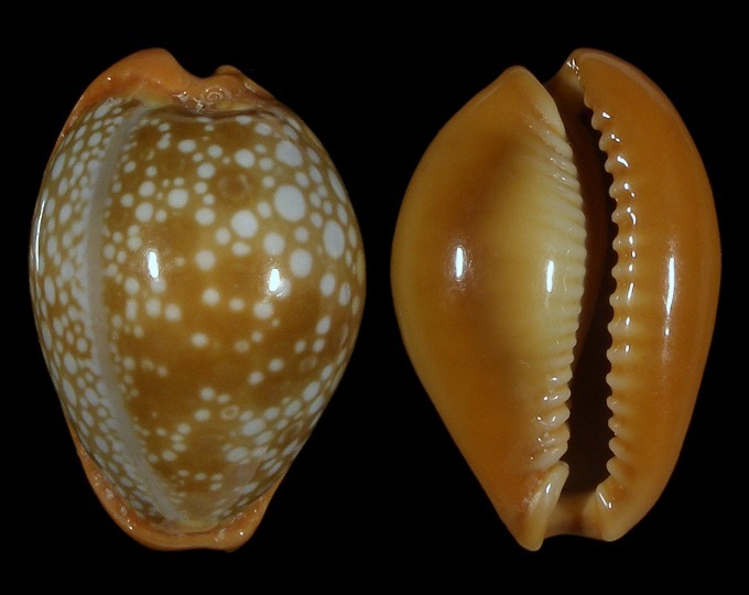 Picture of Erosaria citrina dauphinensis