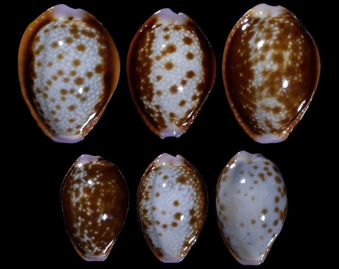 Image of Naria helvola helvola f. mcleani