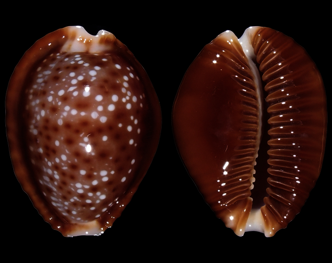 Image of Naria helvola bellatrix