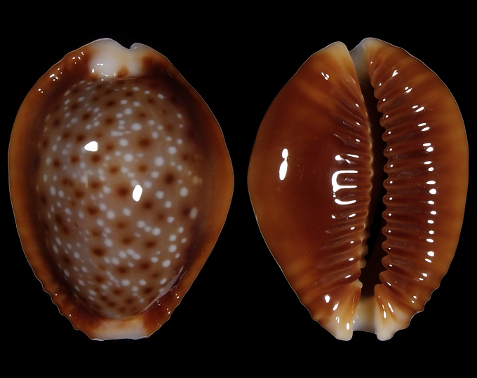 Image of Naria helvola bellatrix