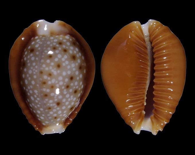 Image of Naria helvola bellatrix