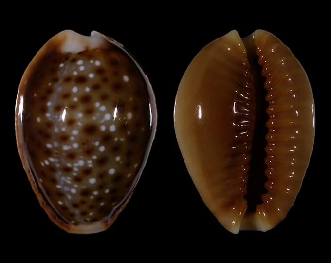 Picture of Erosaria bellatrix
