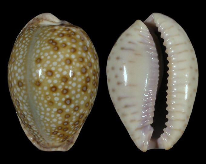 Picture of Naria marginalis f. pseudocellata