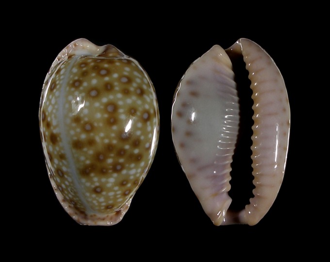 Picture of Erosaria marginalis f. pseudocellata
