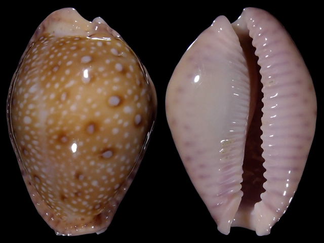 Image of Naria marginalis melocellata