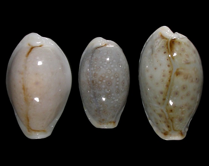Picture of Erosaria boivinii boivinii