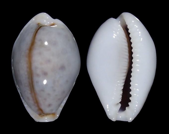 Image of Naria boivinii f. cuatoni