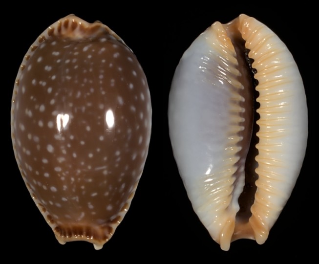 Image of Staphylaea semiplota 