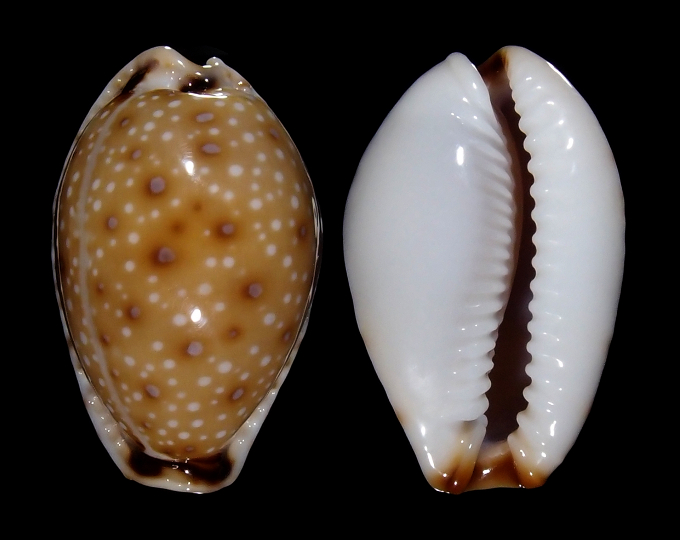 Image of Naria gangranosa gangranosa