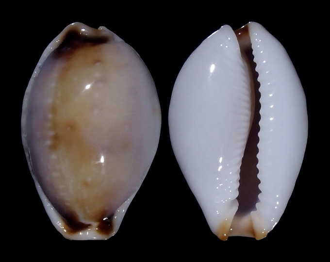 Image of Naria gangranosa reentsii