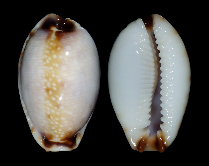 Image of Naria gangranosa reentsii