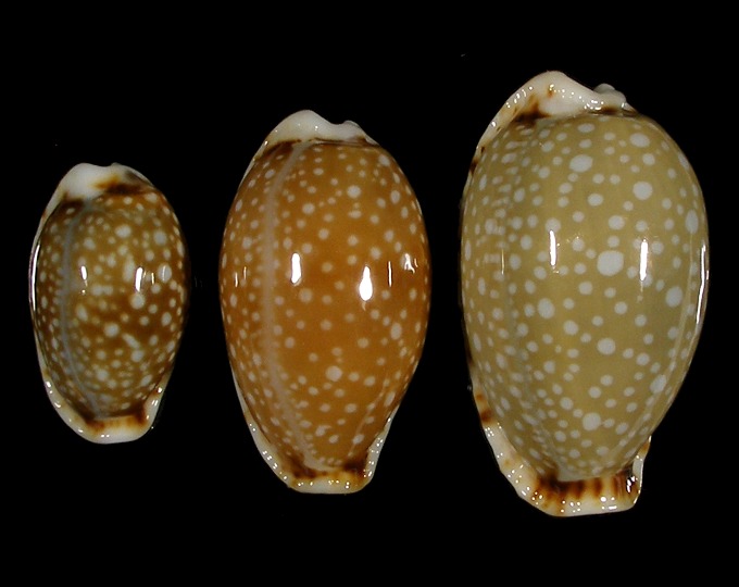Picture of Erosaria labrolineata Picture of Erosaria labrolineata
