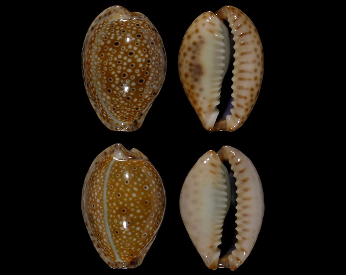 Picture of Naria ocellata 