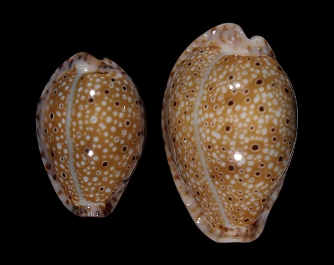 Image of Naria ocellata 