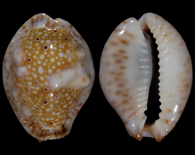 Image of Naria ocellata 