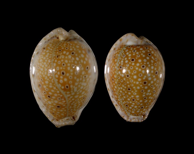 Picture of Erosaria ocellata Picture of Erosaria ocellata