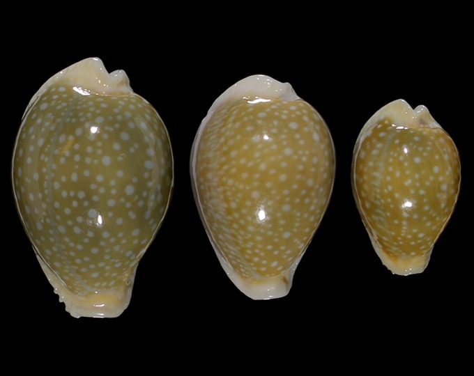 Picture of Naria miliaris 