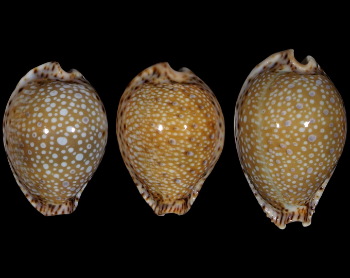 Image of Naria lamarckii 