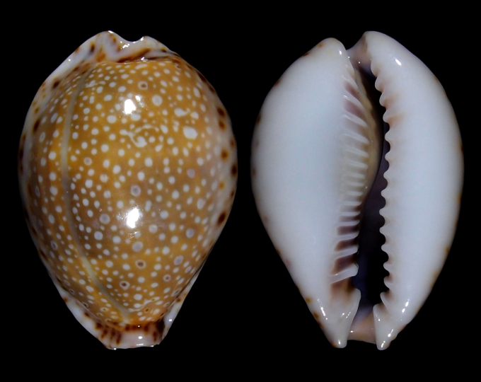 Image of Naria lamarckii f. fainzilberi