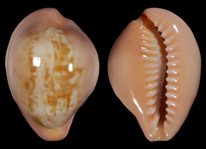 Image of Zonaria angelicae f. petiformis