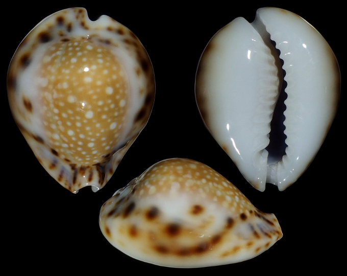 Image of Naria lamarckii f. redimita