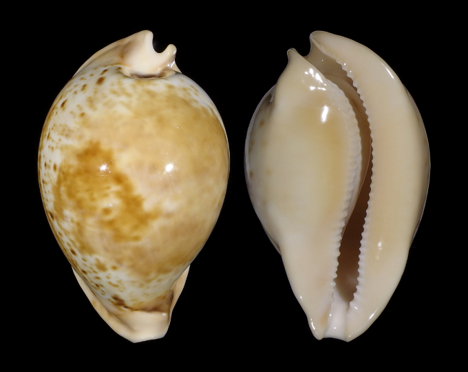 Picture of Umbilia armeniaca armeniaca Picture of Umbilia armeniaca armeniaca