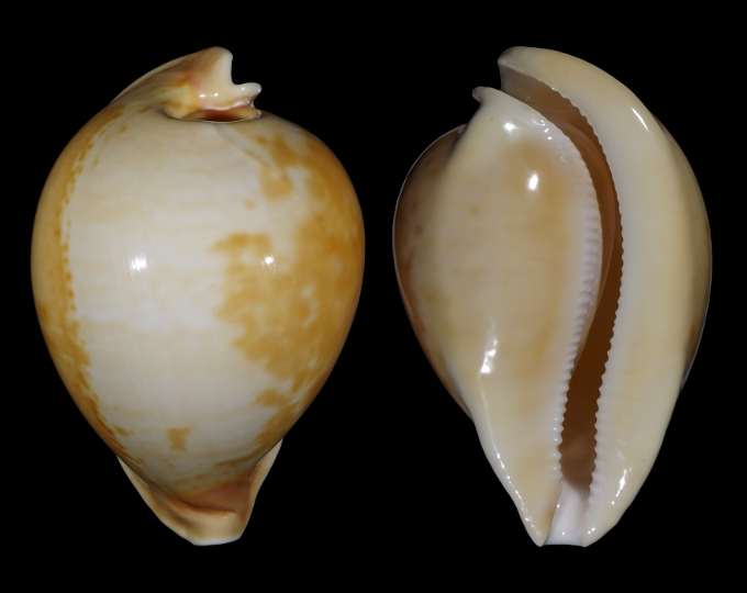 Picture of Umbilia armeniaca armeniaca Picture of Umbilia armeniaca armeniaca