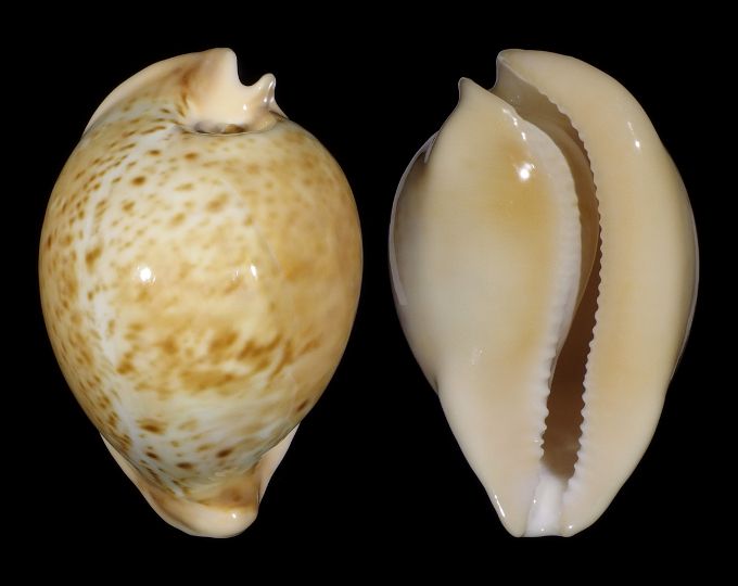 Picture of Umbilia armeniaca armeniaca Picture of Umbilia armeniaca armeniaca