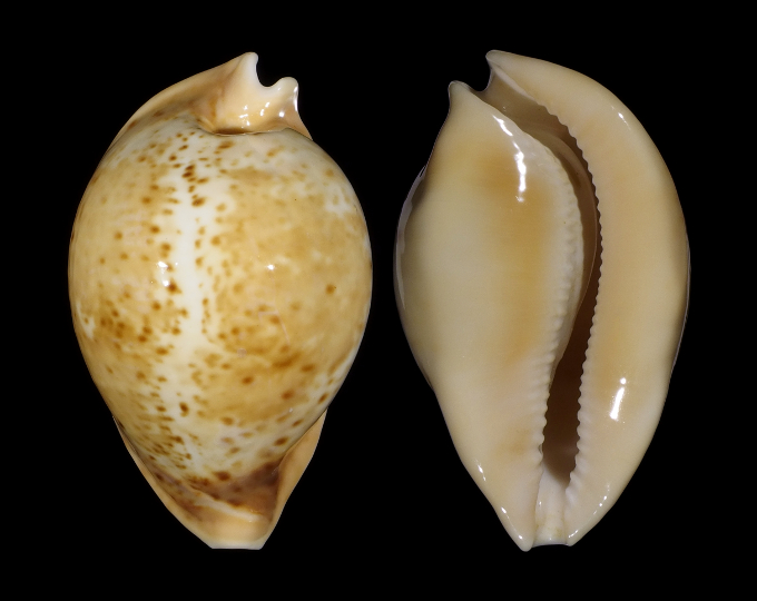 Picture of Umbilia armeniaca armeniaca Picture of Umbilia armeniaca armeniaca