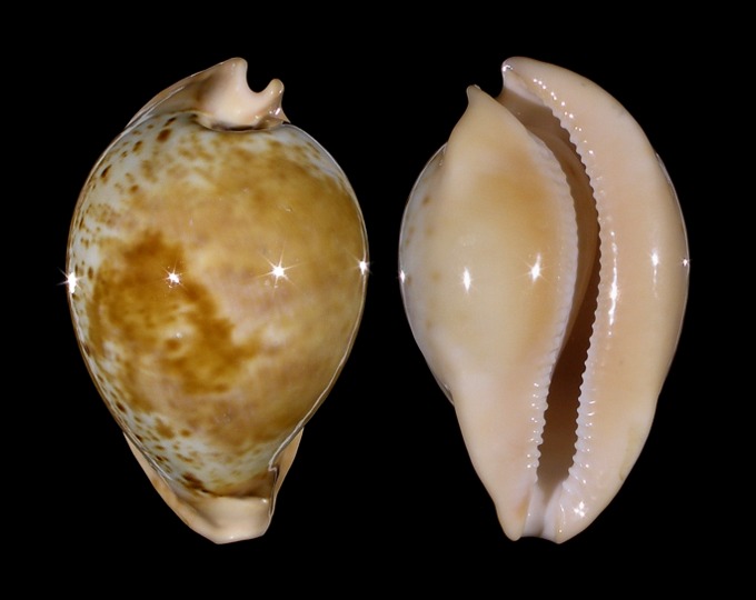 Picture of Umbilia armeniaca Picture of Umbilia armeniaca