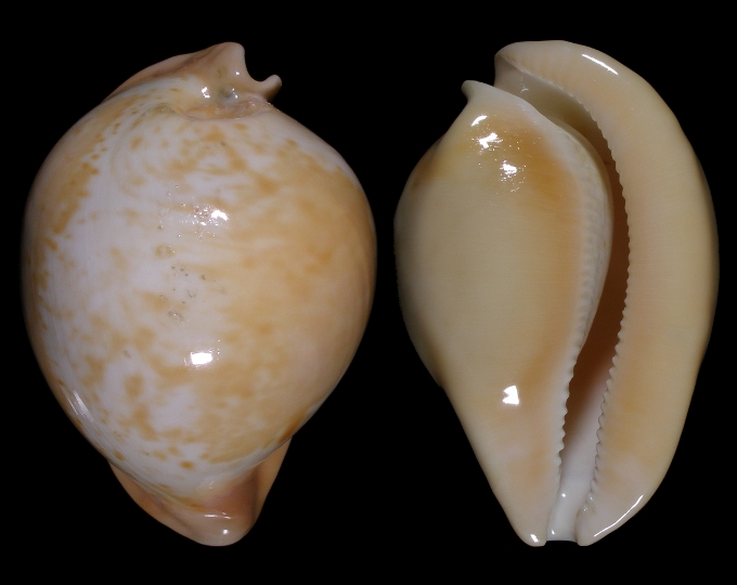 Picture of Umbilia armeniaca