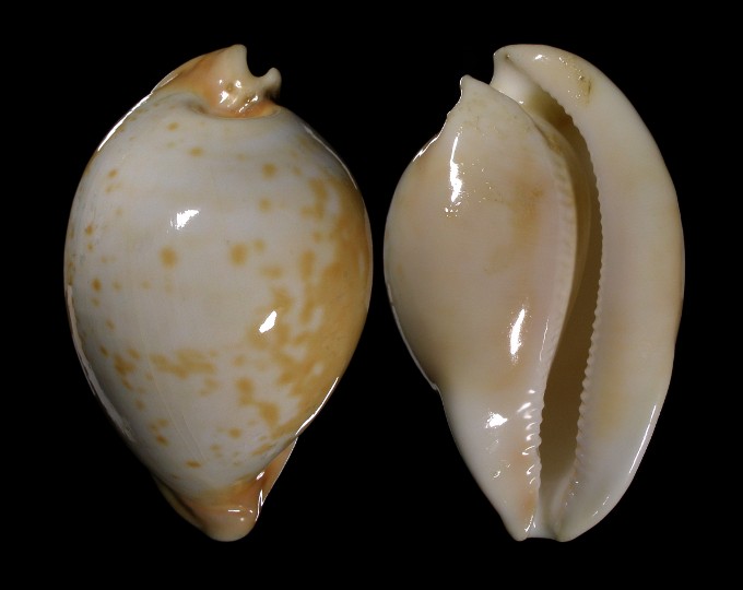 Picture of Umbilia armeniaca