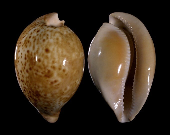 Picture of Umbilia armeniaca