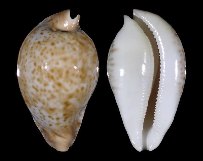 Picture of Umbilia hesitata 