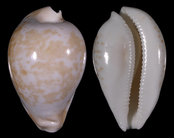 Picture of Umbilia hesitata f. beddomei