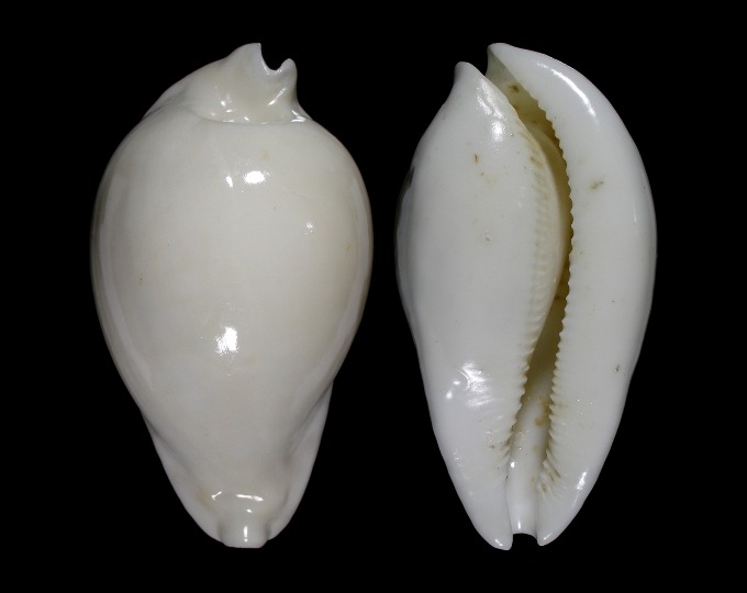 Picture of Umbilia hesitata f. howelli Picture of Umbilia hesitata f. howelli