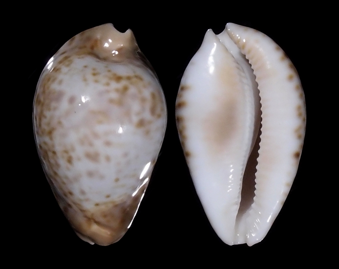 Image of Umbilia hesitata f. beddomei