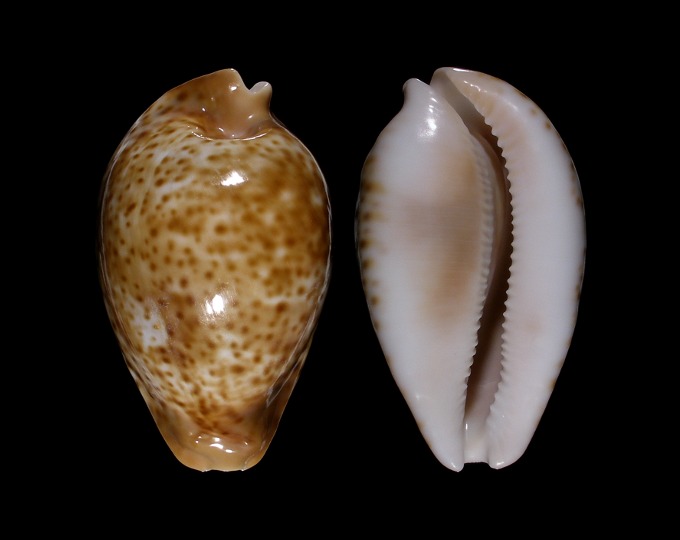 Picture of Umbilia hesitata f. beddomei