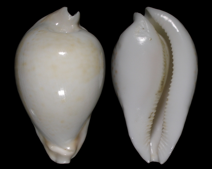 Picture of Umbilia hesitata hesitata