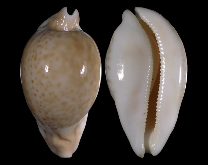 Picture of Umbilia hesitata hesitata