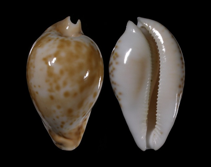 Picture of Umbilia hesitata f. beddomei Picture of Umbilia hesitata f. beddomei