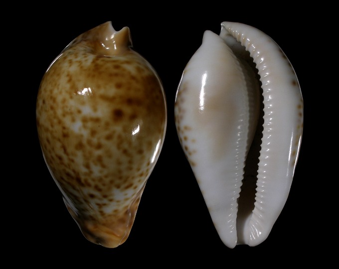 Picture of Umbilia hesitata f. beddomei