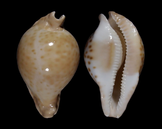 Image of Umbilia capricornica capricornica