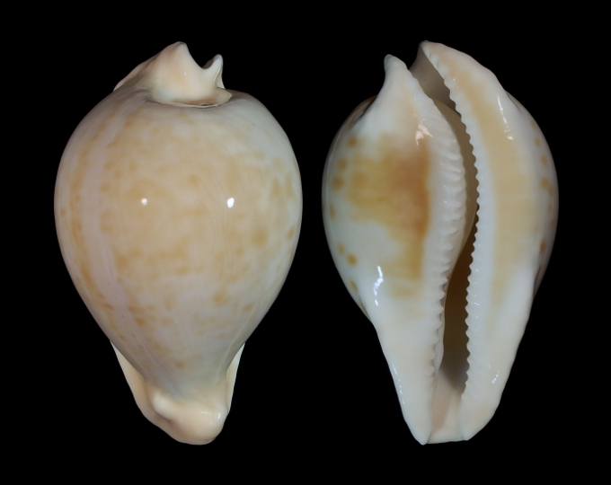 Picture of Umbilia capricornica capricornica Picture of Umbilia capricornica capricornica
